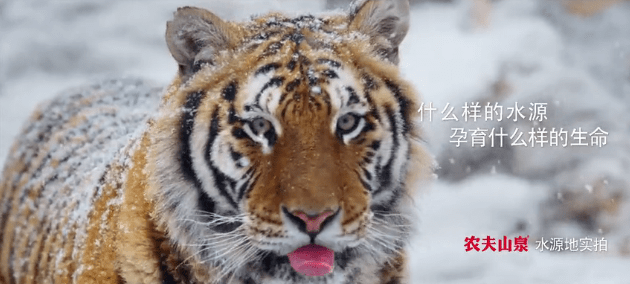 農(nóng)夫山泉最新廣告片畫面太靈動了! - 深圳企業(yè)廣告片拍攝 - 深圳映畫傳媒